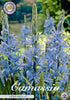Camassia &