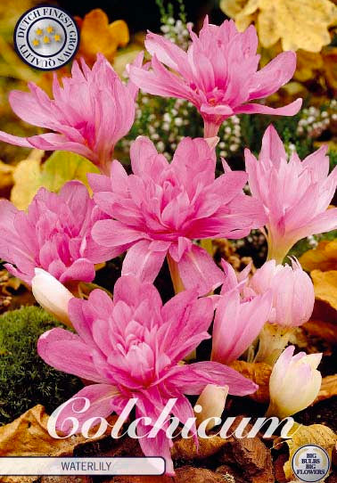 Colchicum &