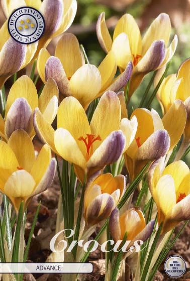 Bägarkrokus-Crocus Chrysanthus &
