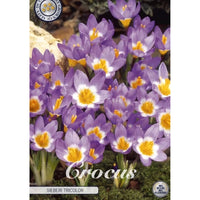 Bägarkrokus-Crocus Chrysanthus 'Sieberi Tricolor' 20-pack