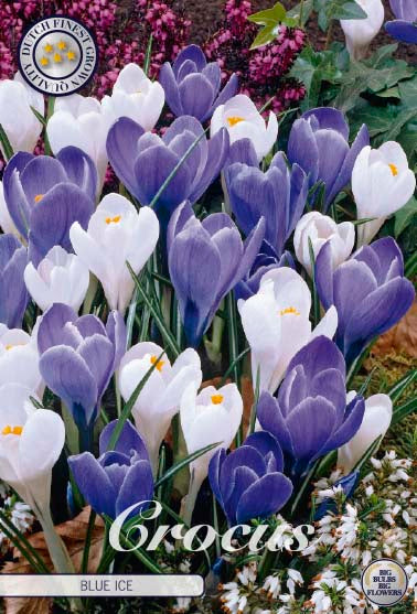 Vårkrokus-Crocus Vernus &