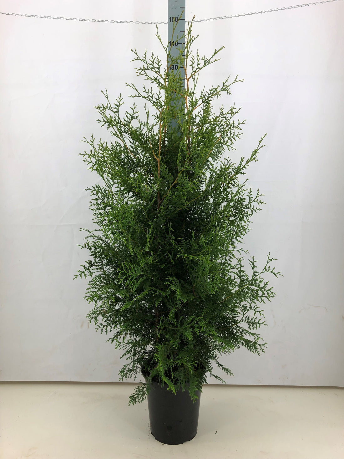 Thujor Brabant ; 140-160 cm 12 L kruka