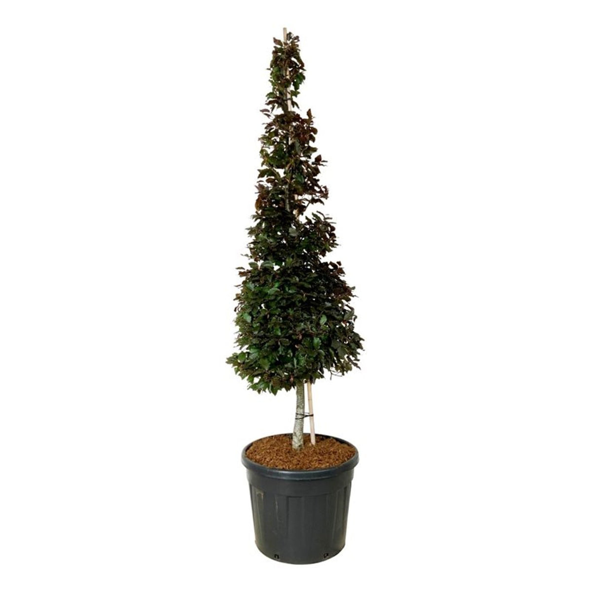 Fagus syl. &