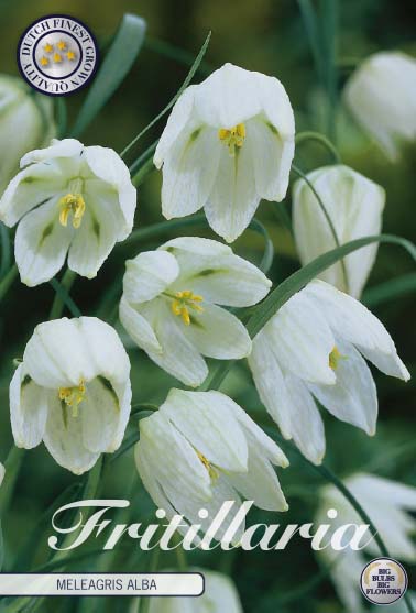 Kungsängslilja-Fritillaria Meleagris &
