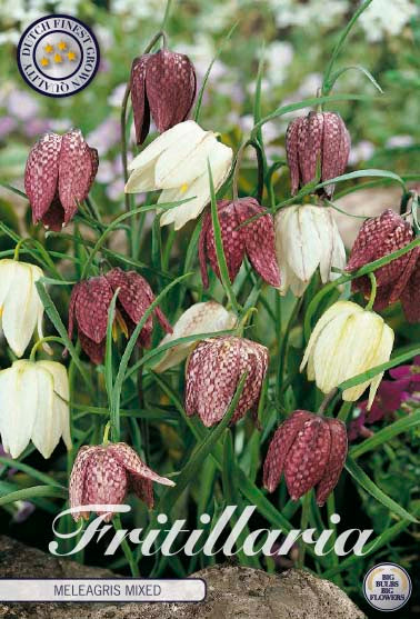 Kungsängslilja-Fritillaria meleagris &