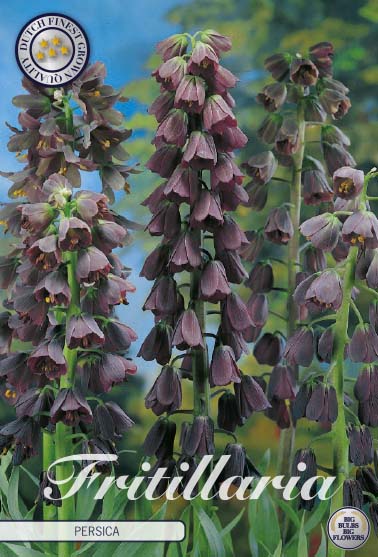 Klocklilja-Fritillaria persica &