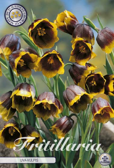 Grå klocklilja-Fritillaria Uva vulpis &