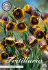 Grå klocklilja-Fritillaria Uva vulpis &