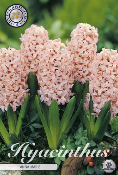 Hyacint Anna Marie – hel förpackningsbild med blomman, 5-pack. Från Svedberga Plantskola