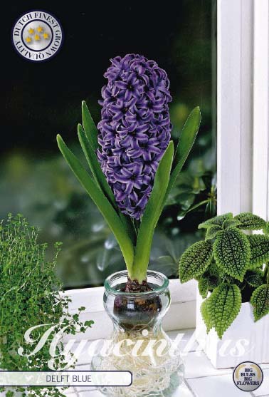 Hyacint Glas Hyacint &