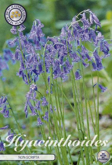 Engelsk klockhyacint-Hyacinthoides non scripta &