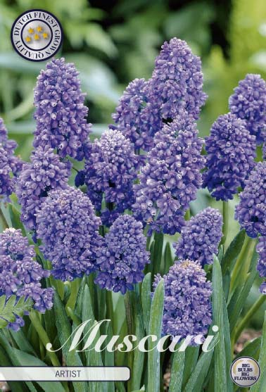 Armenisk pärlhyacint-Muscari armeniacum &