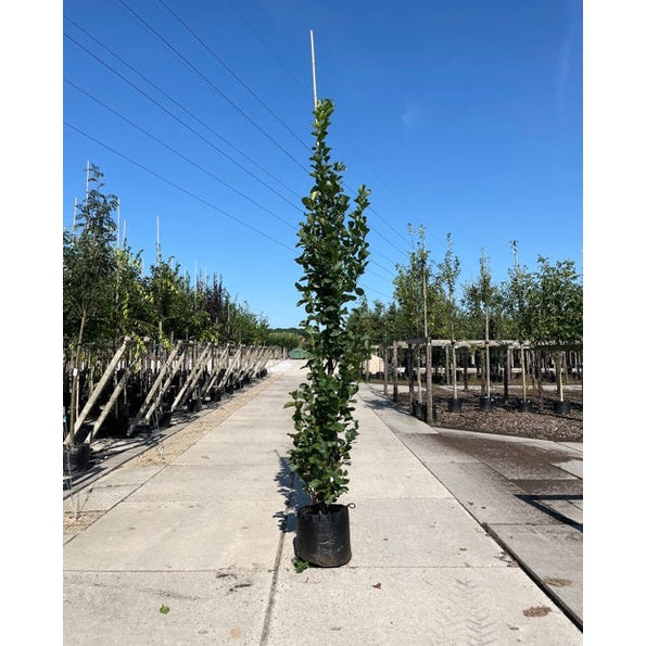 Pelaral- Alnus glutinosa 'Pyramidalis'  - Stammens omkrets 16-18 cm, höjd 3,5-4 meter,  GEV CONT