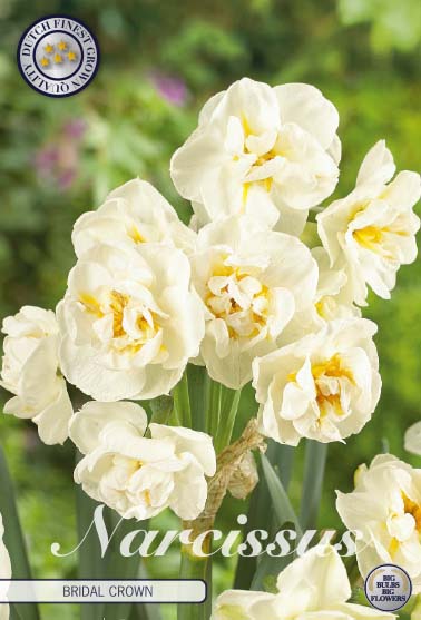Narcissus Bridal Crown – hel förpackningsbild med blomman, 6-pack. Från Svedberga Plantskola
