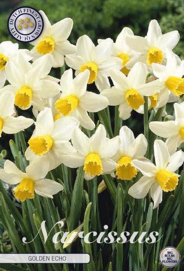 Narcissus Golden Echo – hel förpackningsbild med blomman, 7-pack. Från Svedberga Plantskola