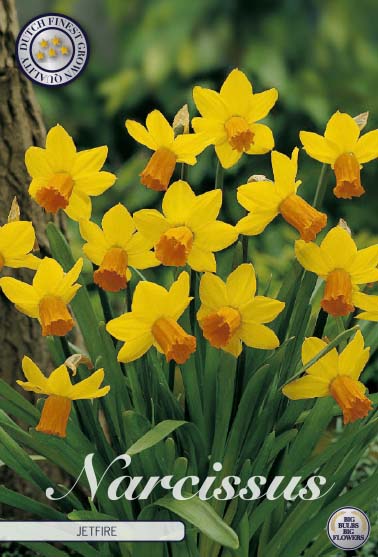 Narcissus Jetfire – hel förpackningsbild med blomman, 7-pack. Från Svedberga Plantskola