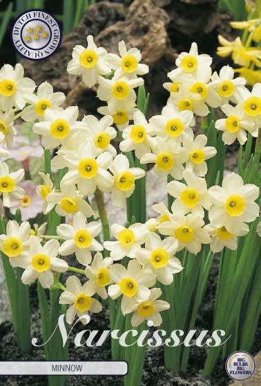 Narcissus Minnow – hel förpackningsbild med blomman, 10-pack. Från Svedberga Plantskola