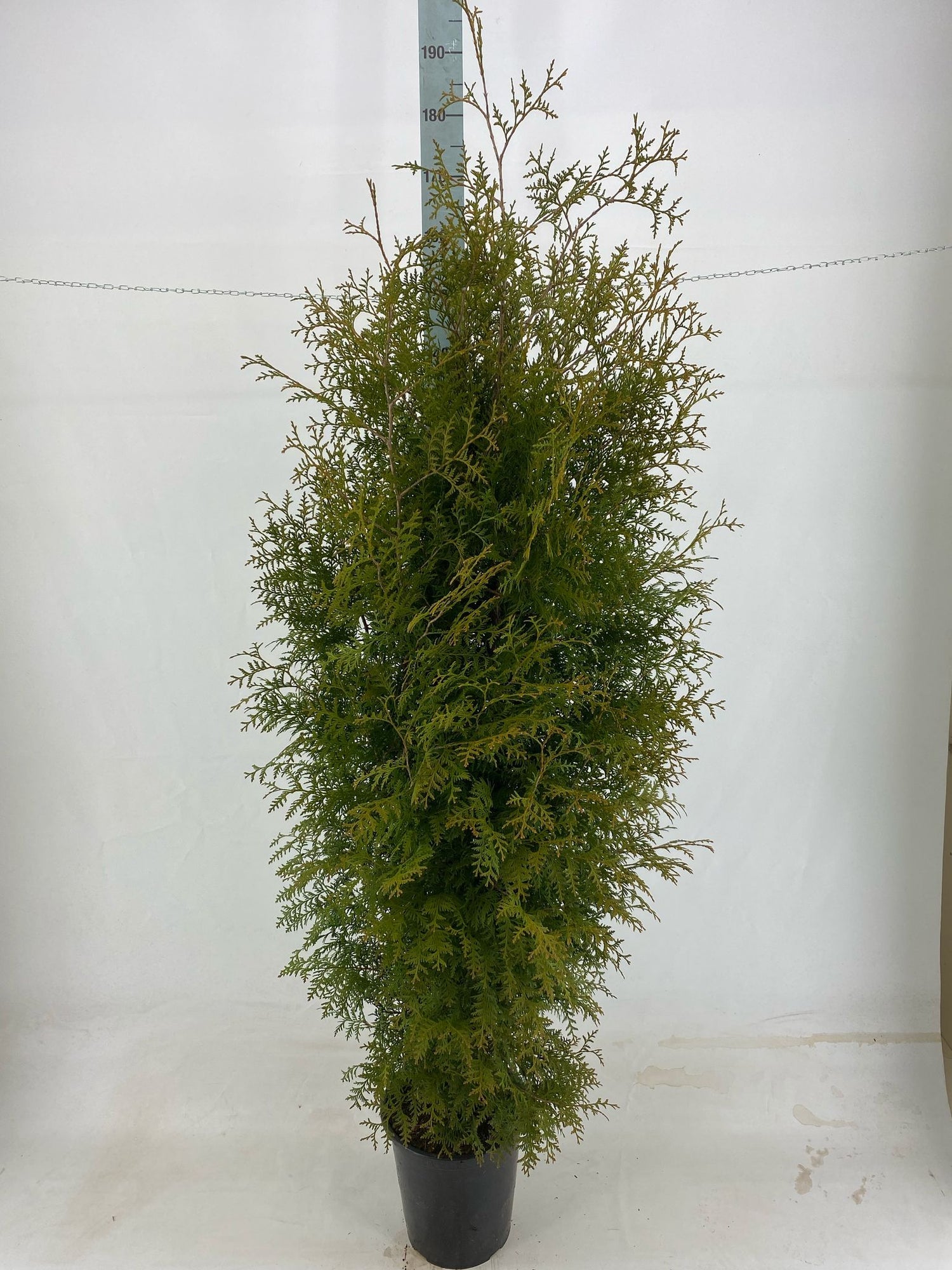Thujor Brabant ; 160-180 cm 12 L kruka