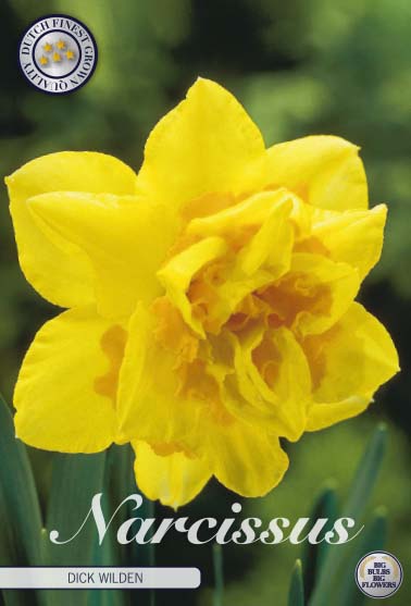 Narcissus Dick Wilden – hel förpackningsbild med blomman, 5-pack. Från Svedberga Plantskola