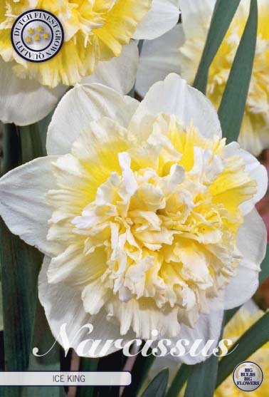 Narcissus Ice King – hel förpackningsbild med blomman, 5-pack. Från Svedberga Plantskola