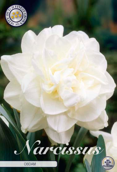 Narcissus Obdam – hel förpackningsbild med blomman, 5-pack. Från Svedberga Plantskola