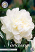Narcissus Obdam – hel förpackningsbild med blomman, 5-pack. Från Svedberga Plantskola