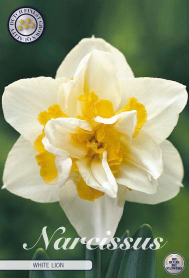 Narcissus White Lion – hel förpackningsbild med blomman, 5-pack. Från Svedberga Plantskola