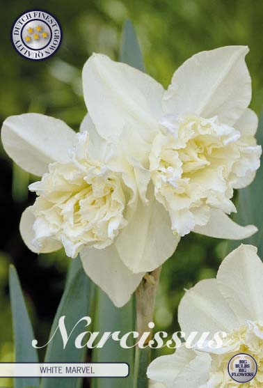 Narcissus White Marvel – hel förpackningsbild med blomman, 5-pack. Från Svedberga Plantskola