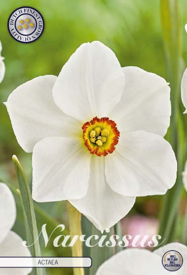 Narcissus Actaea – hel förpackningsbild med blomman, 5-pack. Från Svedberga Plantskola