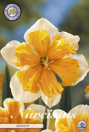 Narcissus Orangery – hel förpackningsbild med blomman, 5-pack. Från Svedberga Plantskola