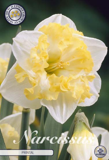 Narcissus Printal – hel förpackningsbild med blomman, 5-pack. Från Svedberga Plantskola