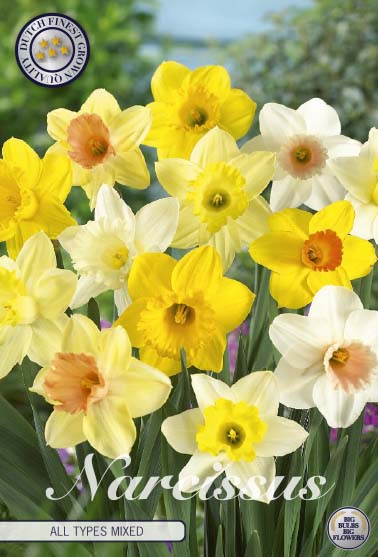 Narcissus Narcis All Types Mixed – hel förpackningsbild med blomman, 6-pack. Från Svedberga Plantskola