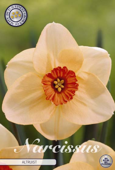 Narcissus Altruist – hel förpackningsbild med blomman, 5-pack. Från Svedberga Plantskola