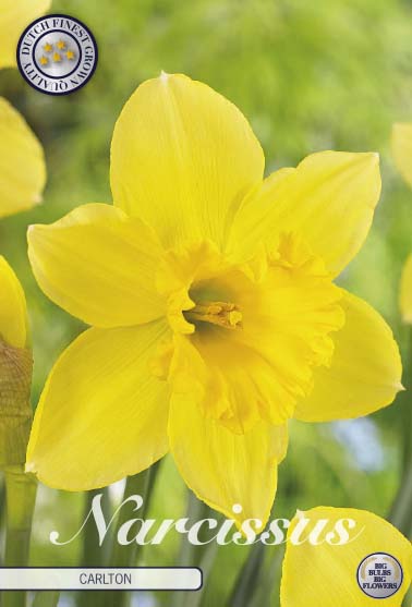 Narcissus Carlton – hel förpackningsbild med blomman, 5-pack. Från Svedberga Plantskola