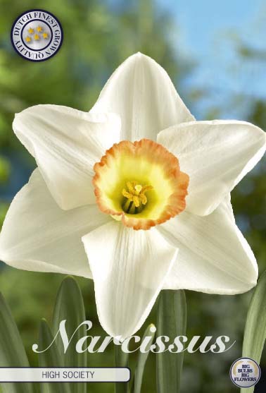 Narcissus High Society – hel förpackningsbild med blomman, 5-pack. Från Svedberga Plantskola