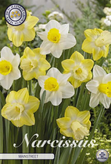 Narcissus Mainstreet – hel förpackningsbild med blomman, 5-pack. Från Svedberga Plantskola