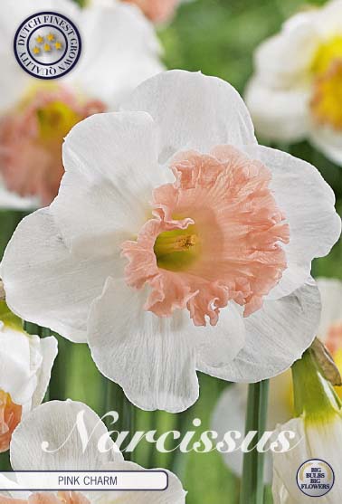 Narcissus Pink Charm – hel förpackningsbild med blomman, 5-pack. Från Svedberga Plantskola