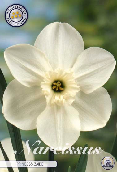 Narcissus Princess Zaide – hel förpackningsbild med blomman, 5-pack. Från Svedberga Plantskola
