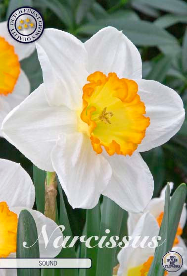 Narcissus Sound – hel förpackningsbild med blomman, 5-pack. Från Svedberga Plantskola