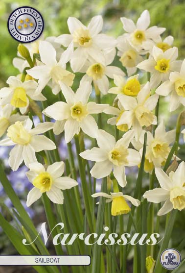 Narcissus Sailboat – hel förpackningsbild med blomman, 10-pack. Från Svedberga Plantskola