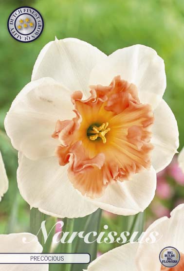 Narcissus Precocious – hel förpackningsbild med blomman, 5-pack. Från Svedberga Plantskola