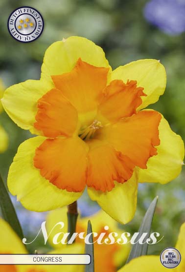 Narcissus Congress – hel förpackningsbild med blomman, 5-pack. Från Svedberga Plantskola