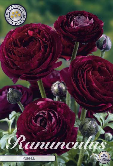 Bukettranunkel-Ranunculus asiaticus &