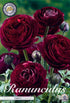 Bukettranunkel-Ranunculus asiaticus &