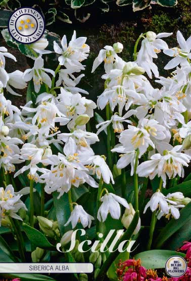 Rysk blåstjärna-Scilla siberica &
