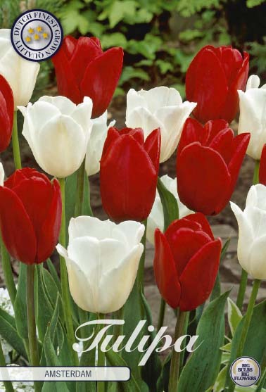 Tulpan Amsterdam – hel förpackningsbild med blomman, 10-pack. Från Svedberga Plantskola