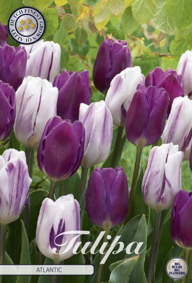 Tulpan Atlantic – hel förpackningsbild med blomman, 10-pack. Från Svedberga Plantskola