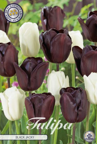 Tulpan Black Jacky – hel förpackningsbild med blomman, 10-pack. Från Svedberga Plantskola