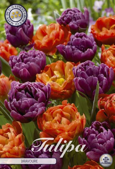 Tulpan Bravoure – hel förpackningsbild med blomman, 10-pack. Från Svedberga Plantskola
