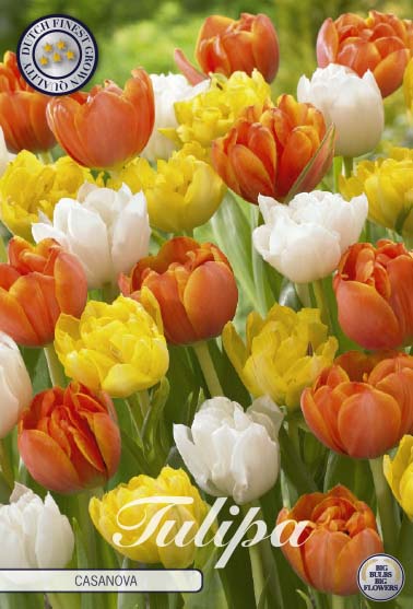 Tulpan Casanova – hel förpackningsbild med blomman, 10-pack. Från Svedberga Plantskola